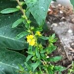 Heimia salicifolia Flower