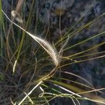 Stipa pennata Плід