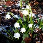 Leucojum vernum ഇല