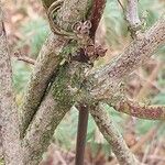 Holboellia coriacea Bark