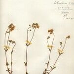 Helianthemum oelandicum 花