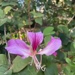 Bauhinia purpurea花