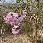 Gliricidia sepium Flor