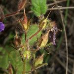 Phacelia parryi Плод