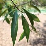 Nectandra angustifolia Листок