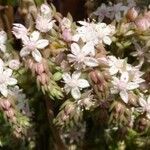 Sedum versadense Flors