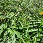 Sonchus maritimus Habitus