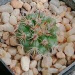 Parodia schwebsiana Hoja