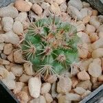 Parodia schwebsiana