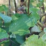 Pelargonium acetosum Leaf