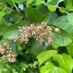 Crataegus crus-galli Fruit