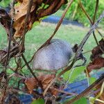 Dioscorea bulbifera ഫലം