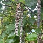 Garrya elliptica Fruit