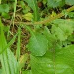 Leucanthemum vulgare 葉