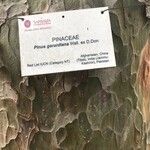 Pinus gerardiana Bark