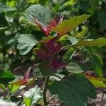 Chenopodium giganteum Blad