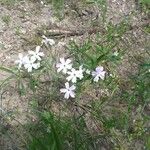 Phlox speciosa Habitus