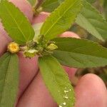 Sida rhombifolia Leaf