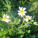 Anthemis cotula പുഷ്പം