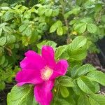 Rosa rugosa Çiçek