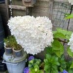 Hydrangea paniculataFlower