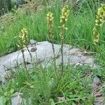 Pedicularis ascendens Habit