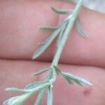 Centaurea paniculata Blad