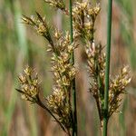 Juncus inflexus Flower