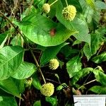 Cephalanthus occidentalis Hoja