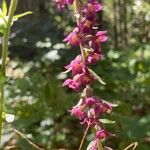 Epipactis atrorubensFlower