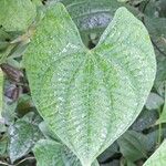 Dioscorea alata Leaf