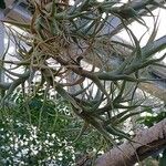 Tillandsia albida Leaf