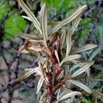 Elaeagnus rhamnoides Blad