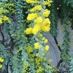Acacia cultriformis Λουλούδι