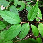 Deutzia crenata List