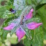 Borago officinalis Květ