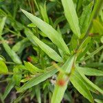 Oenothera gaura Leaf