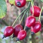 Rosa canina Fruit