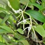 Epidendrum ciliare Çiçek