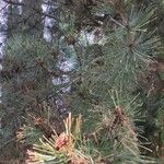 Pinus heldreichii Hábito
