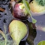 Eichhornia crassipes Ŝelo