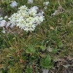 Heracleum austriacum 花