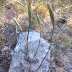 Dianthus legionensis Habitat