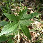 Ranunculus platanifolius Leaf