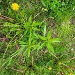 Solidago juncea Deilen