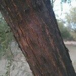 Prosopis velutina Corteza