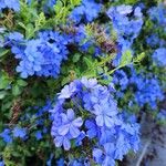 Plumbago auriculata花