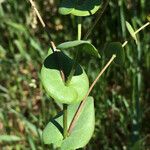 Lepidium perfoliatum Leaf