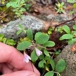 Linnaea borealis Blodyn