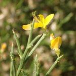 Genista acanthoclada Blüte